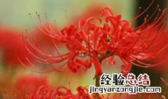 彼岸花的功效与作用 彼岸花有哪几个功效与作用