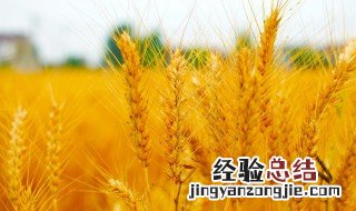 小麦成熟的季节 不同地区成熟季节介绍