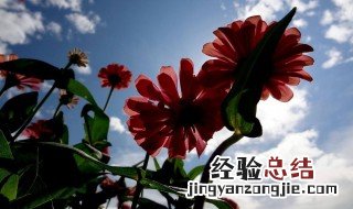 百日菊5月能开花吗图片 百日菊5月能开花吗
