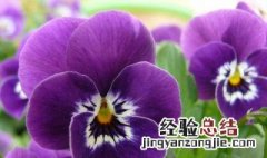 三色堇怎么才能开花多 三色堇怎么才能开花