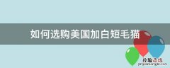 如何选购美国加白短毛猫 美国短毛加白猫多少钱