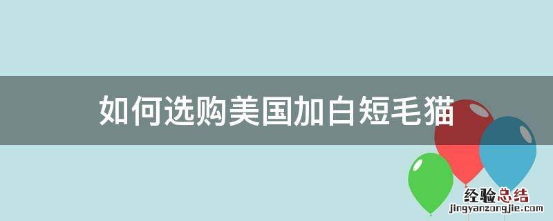 如何选购美国加白短毛猫 美国短毛加白猫多少钱