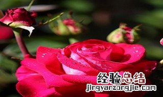 玫瑰花在哪一月开花 玫瑰花在哪个月开