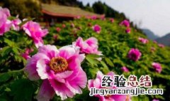 牡丹花开花要什么肥料 牡丹花开花要什么肥料呢