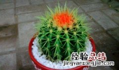 仙人球放阳台风水说法 仙人球放阳台能开花吗
