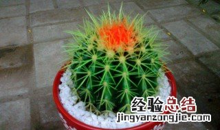 仙人球放阳台风水说法 仙人球放阳台能开花吗