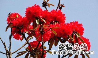 马樱杜鹃多少年才开花 马缨杜鹃一年开几次花