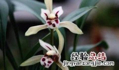 兔耳兰开花视频 兔耳兰怎么才能开花