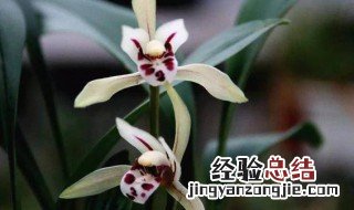 兔耳兰开花视频 兔耳兰怎么才能开花