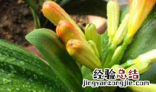 君子兰开花可以挪动么 君子兰开花可以挪动么嘛