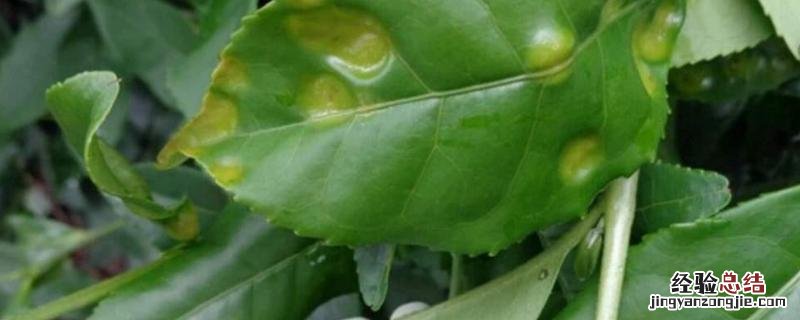 茶树病害图片及防治，附种植方法和管理