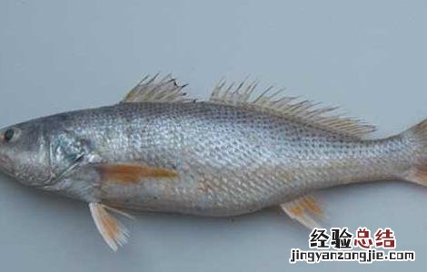 天价黄唇鱼 黄唇鱼为什么那么贵