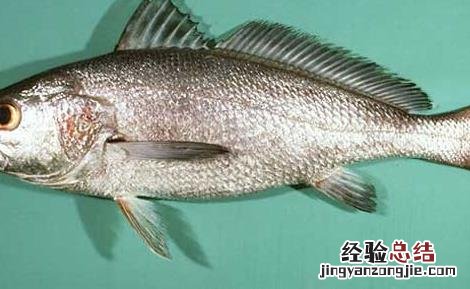 天价黄唇鱼 黄唇鱼为什么那么贵