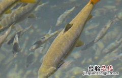 细鳞鱼人工养殖技术 细鳞鱼人工养殖技术培训
