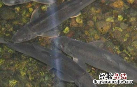 细鳞鱼人工养殖技术 细鳞鱼人工养殖技术培训