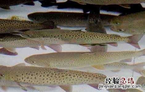 细鳞鱼人工养殖技术 细鳞鱼人工养殖技术培训