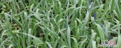 青蒜苗怎么种植技术，打什么药能长粗