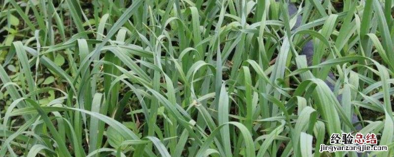 青蒜苗怎么种植技术，打什么药能长粗