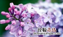 丁香树开花是什么香味儿 丁香树开花是什么香味