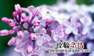 丁香树开花是什么香味儿 丁香树开花是什么香味