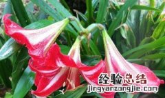 朱顶红 开完花 朱顶红开花后多久会谢