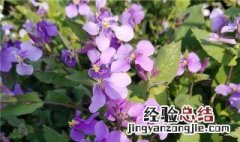二月兰冬天能开花吗 二月兰冬天能开花吗图片