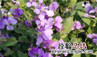 二月兰冬天能开花吗 二月兰冬天能开花吗图片