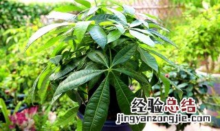 发财树的什么时候开花 发财树的什么时候开花结果