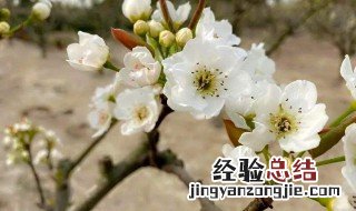 梨树开花前怎么样防冻 梨树开花时用什么保花保果药