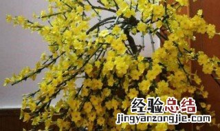 春天最早什么时候开花 春天最早开花的树是什么树