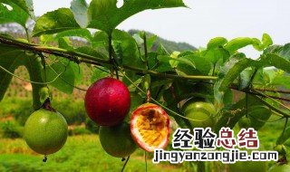百香果是多年生吗 百香果什么季节种植