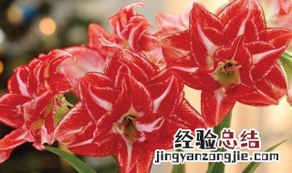 重瓣朱顶红啥时候开花 重瓣大花朱顶红