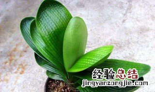 君子兰开花为什么剪掉了 君子兰开花为什么剪掉