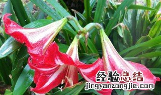 为什么我的朱顶红先长叶子再开花 朱顶红先长叶后会开花吗
