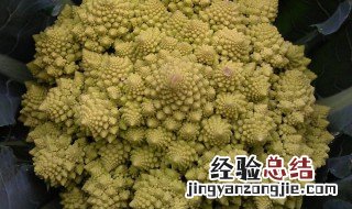 冬天的花菜是反季节蔬菜吗 冬天的花菜是反季节蔬菜吗