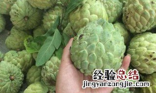 番荔枝 吃法 番荔枝的正确吃法