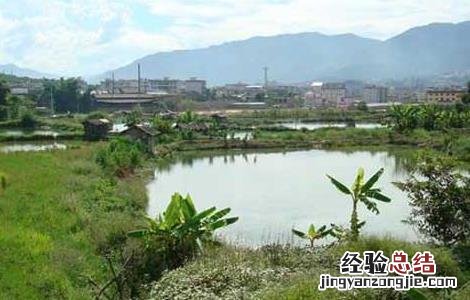 池塘养鱼知识 池塘养鱼的方法