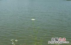 池塘养鱼知识 池塘养鱼的方法