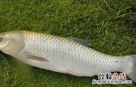 青鱼和草鱼的区别有哪些 青鱼和草鱼的区别有哪些图片