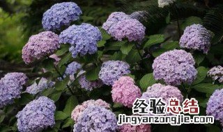 无尽夏绣球花几月份开花 无尽夏绣球花几月开花