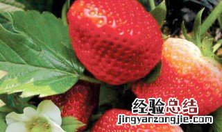 草莓开花可以用化肥吗 草莓开花可以用尿素吗