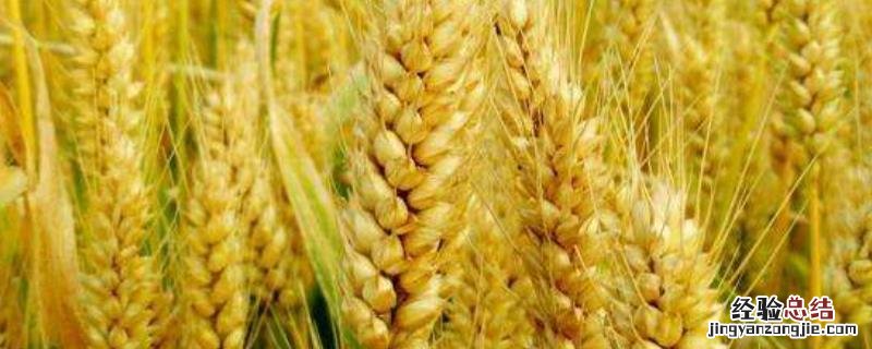 什么麦种短杆大穗产量高，麦种第二年还能种吗