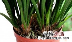 墨兰中国龙好养活开花吗 墨兰大中国龙