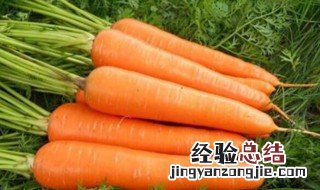 胡萝卜是凉性还是热性 胡萝卜是凉性食物吗