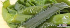 海白菜长什么样像门帘是的 海白菜长什么样