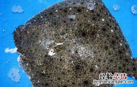 多宝鱼养殖技术宝典 多宝鱼养殖技术