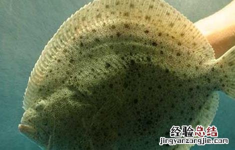 多宝鱼养殖技术宝典 多宝鱼养殖技术