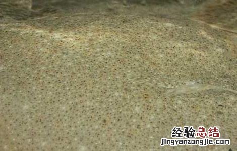 多宝鱼养殖技术宝典 多宝鱼养殖技术