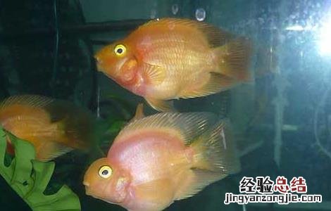 鹦鹉鱼养什么颜色好 色彩艳丽的鹦鹉鱼怎么养
