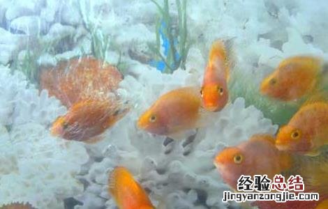 鹦鹉鱼养什么颜色好 色彩艳丽的鹦鹉鱼怎么养
